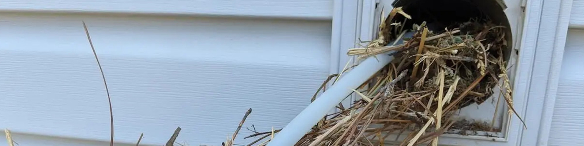 Bird nest in dryer vent